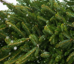 Tannenzweige Nordmanntanne & Nobilis → online kaufen