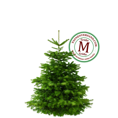 Weihnachtsbaum Nordmanntanne M 125-150 cm