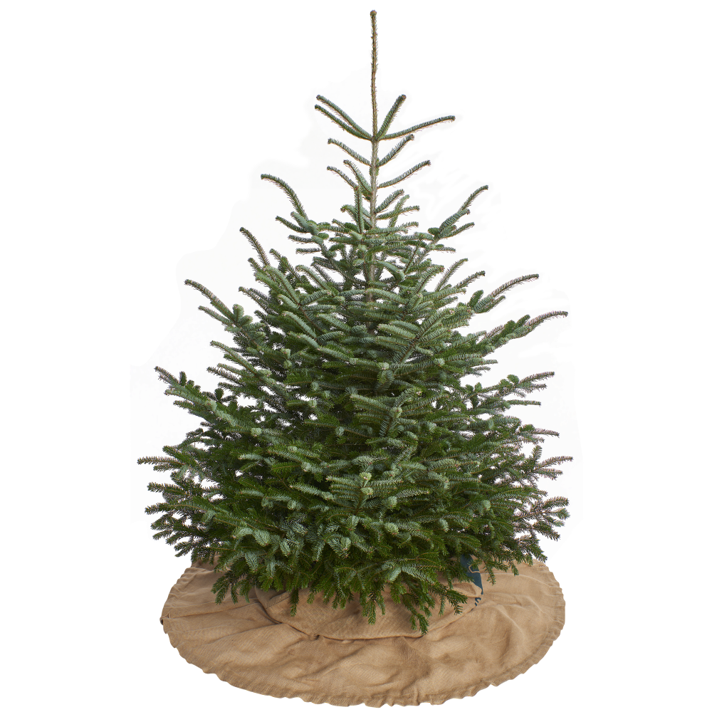 KAHEIGN Weihnachtskerzenringe – 8 Stück, 20 Cm, Mit Roten Beeren & Tannennadeln, Kunstschnee