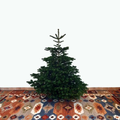 Weihnachtsbaum Nordmanntanne M Tannenversand
