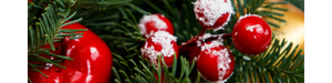 Den Weihnachtsbaum länger frisch halten - 10 Profi-Tipps