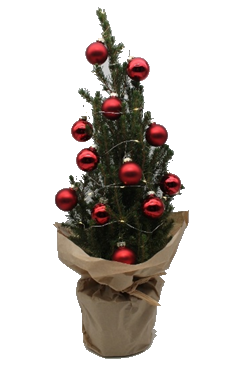 Zwergfichte im Topf gewachsen 60-80 cm geschmückt mit LED-Kette und roten Kugeln