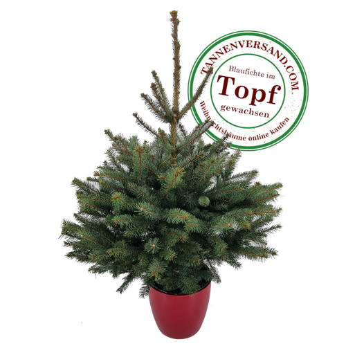 Weihnachtsbaum im Topf günstig online kaufen