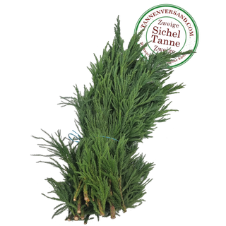Cryptomeria_japonica Schnittgrün