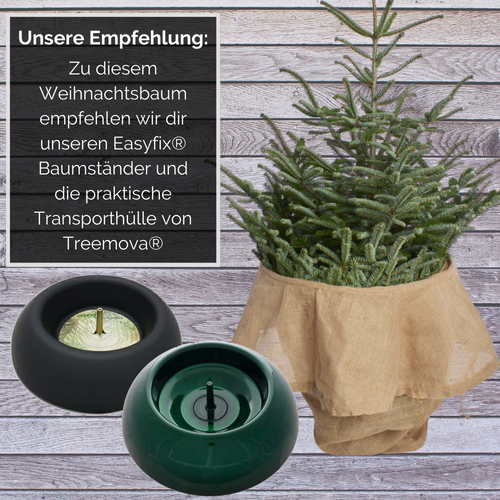 Empfehlung zum Weihnachtsbaum