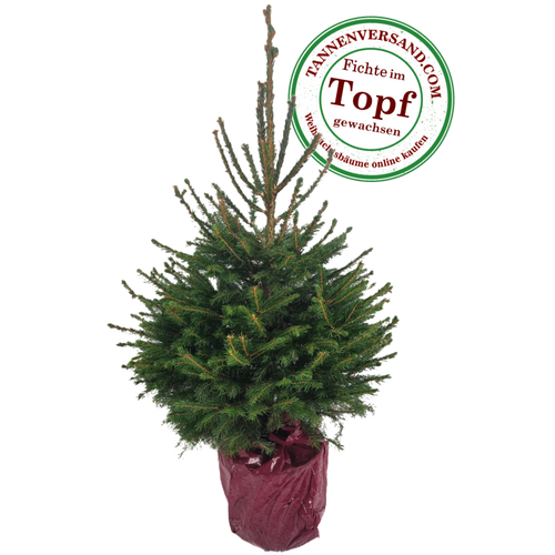 Weihnachtsbaum Fichte im Topf gewachsen