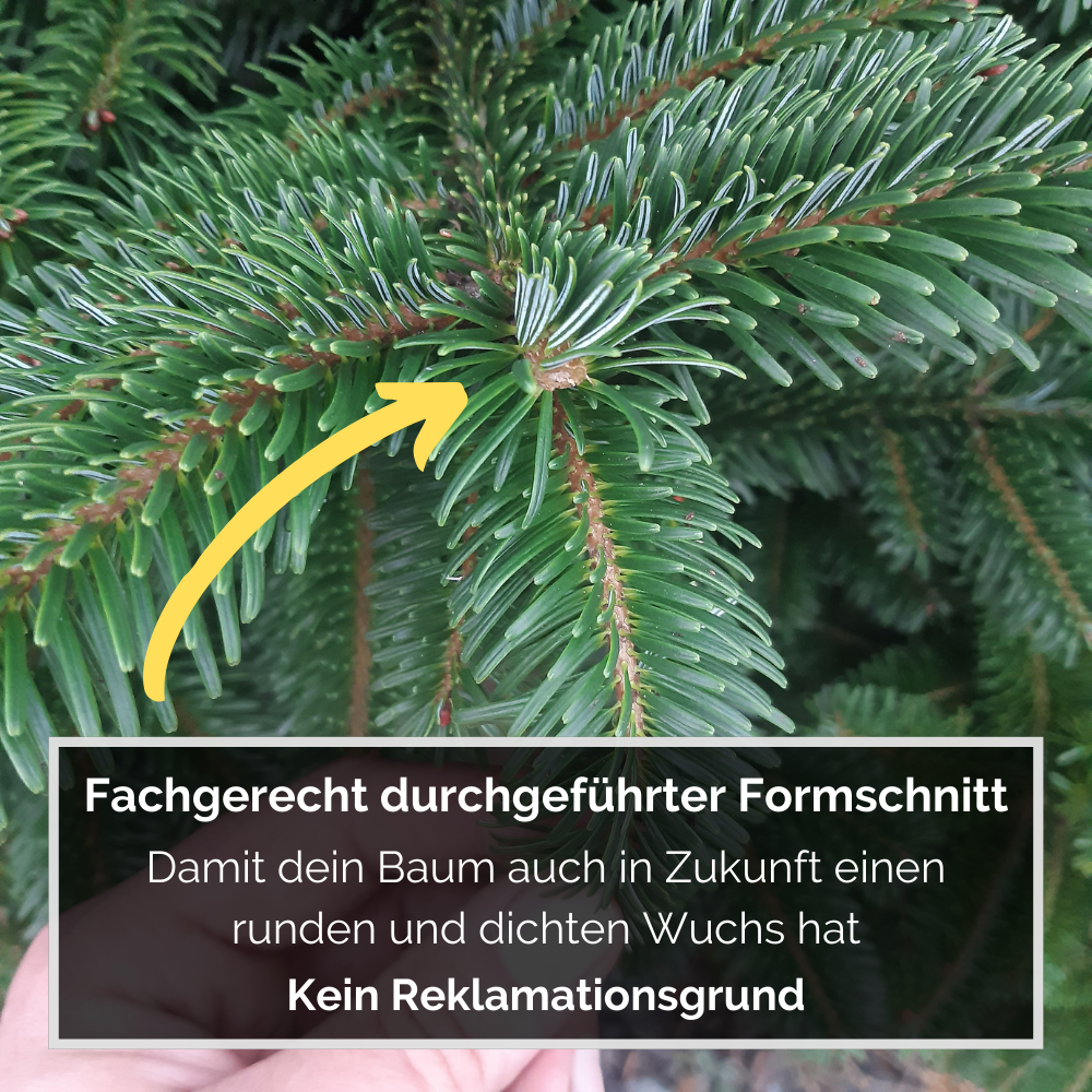 Formschnitt Weihnachtsbaum
