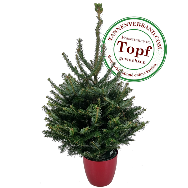 Nordmanntanne im Topf gewachsen | Tannenversand.com Nordmanntanne im Topf gewachsen | Tannenversand.com