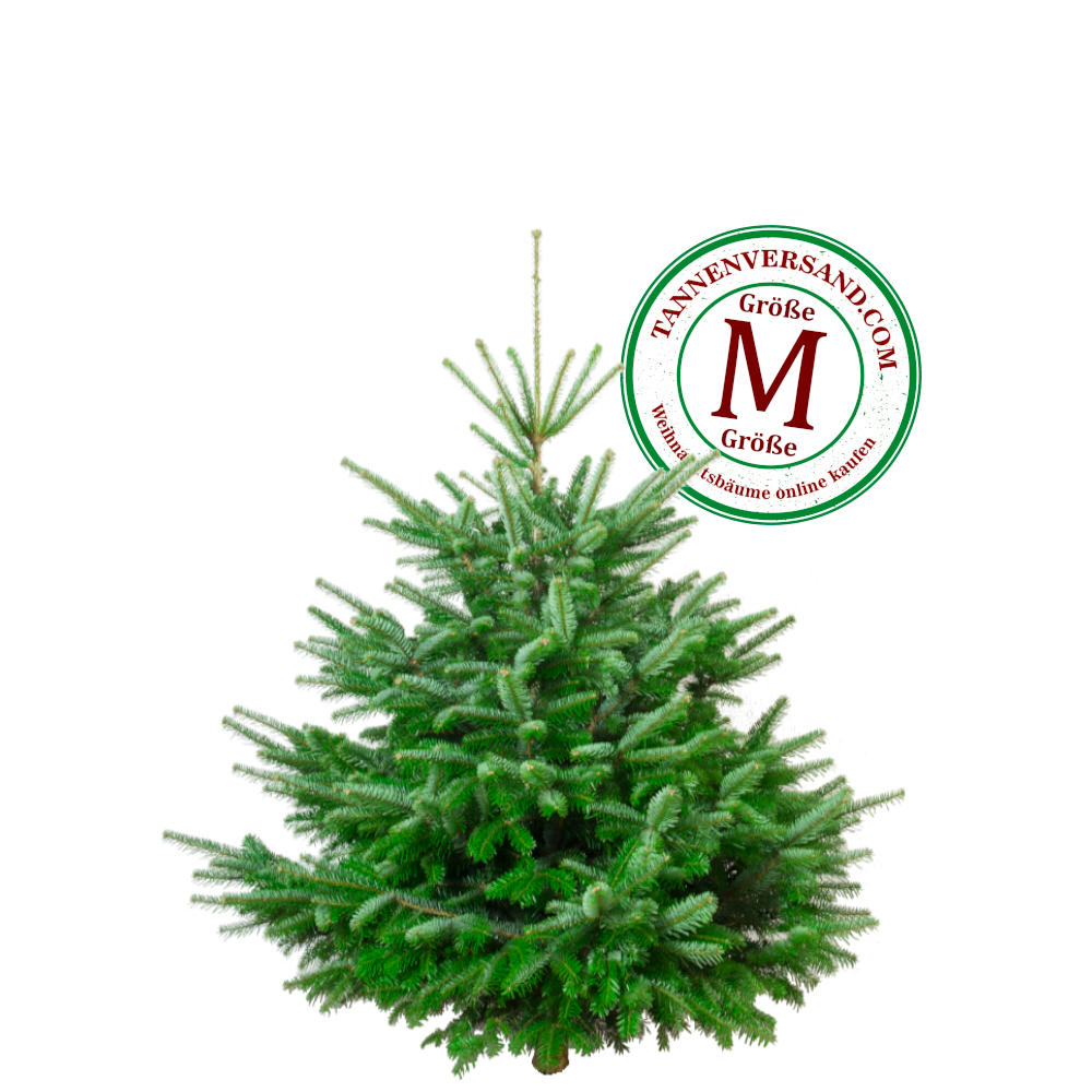 Weihnachtsbaum im Topf günstig online kaufen