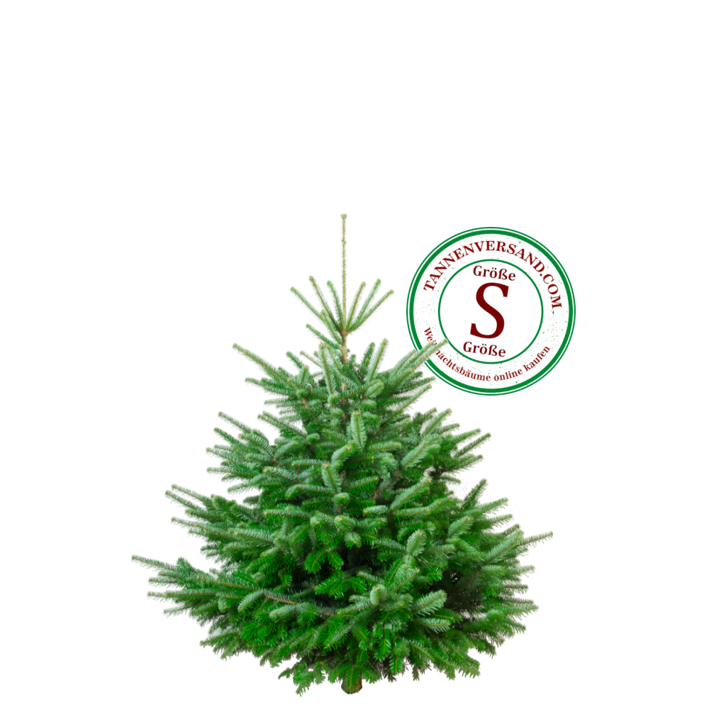 Weihnachtsbaum Nordmanntanne S 100-125 cm