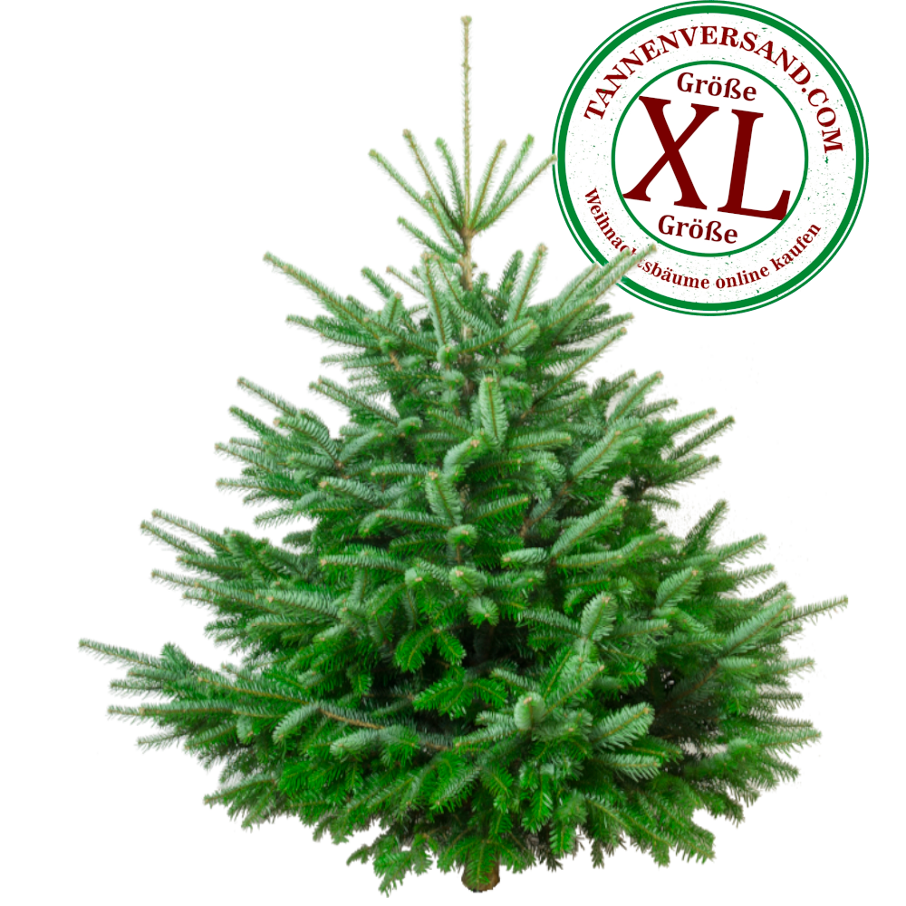 Weihnachtsbaum Nordmanntanne XL 175-200 cm