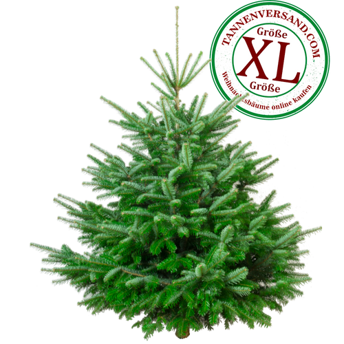 Nordmanntanne XL freigestellt 1000x1000 LOGO