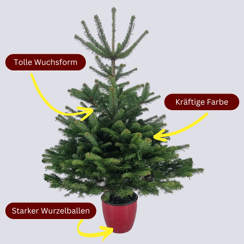 Weihnachtsbaum kaufen