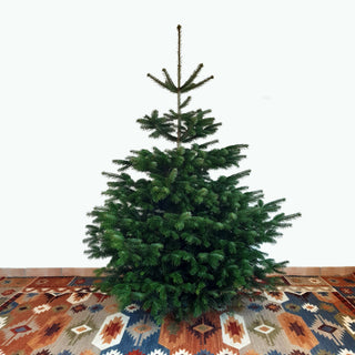 Weihnachtsbaum Nordmanntanne XL Tannenversand
