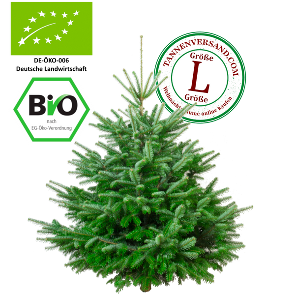 Weihnachtsbaum Nordmanntanne BIO 150-175 cm