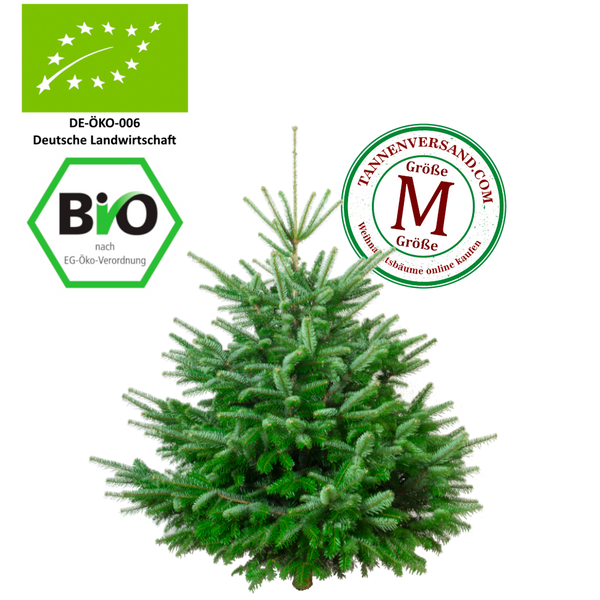 Weihnachtsbaum Nordmanntanne M 125-150 cm