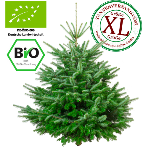 Weihnachtsbaum Nordmanntanne XL 175-200 cm