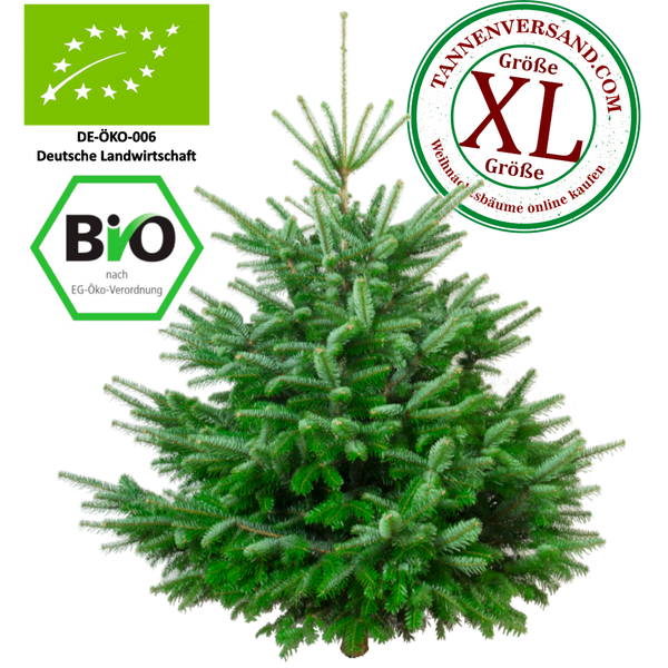 Weihnachtsbaum Nordmanntanne XL 175-200 cm