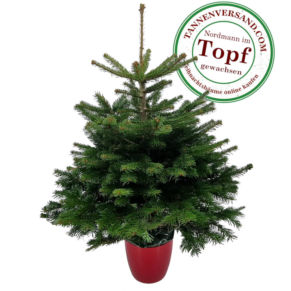 Weihnachtsbaum Nordmanntanne im Topf gewachsen