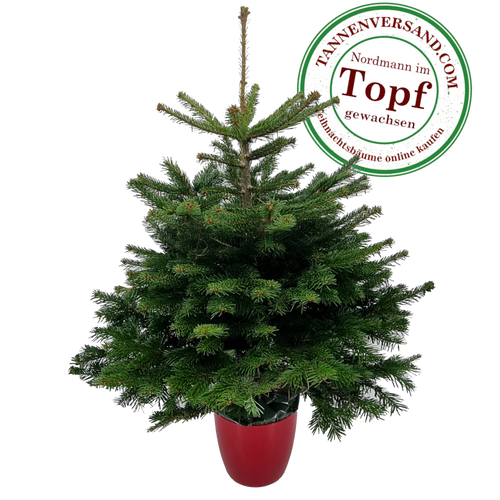 Weihnachtsbaum im Topf günstig online kaufen