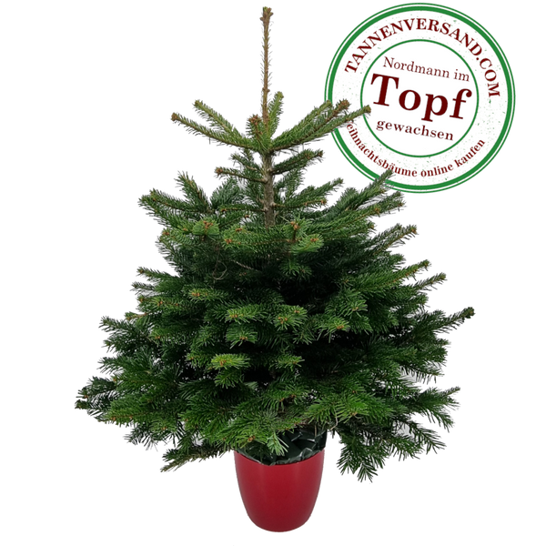 Weihnachtsbaum Nordmanntanne im Topf gewachsen