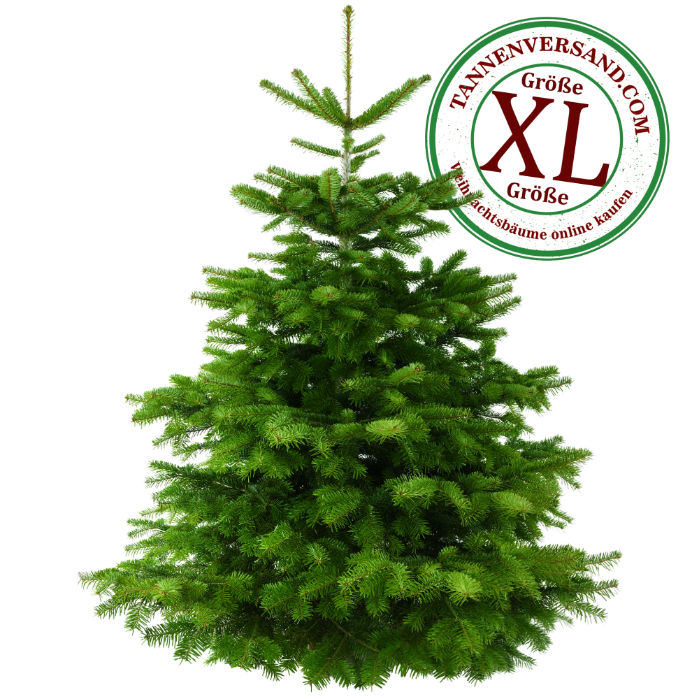 Weihnachtsbaum Nordmanntanne XL 175-200 cm