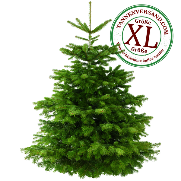 Weihnachtsbaum Nordmanntanne XL 175-200 cm