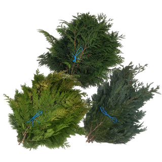 Zweigmix Thuja, gelbe Scheinzypresse & blaue Scheinzypresse