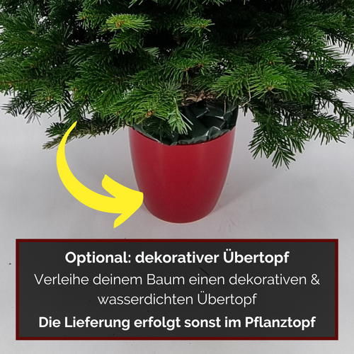 Weihnachtsbaum im Topf günstig online kaufen