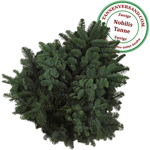 tannenzweige aufbewahren Tannenzweige der Nobilis Tanne → Tannengrün und Schnittgrün