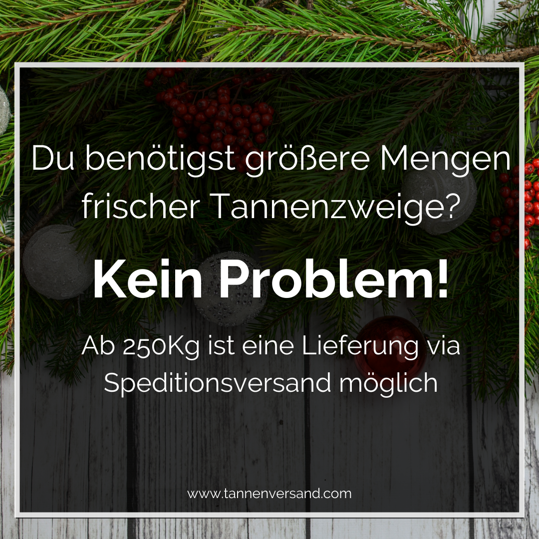 Thuja Sonderangebot