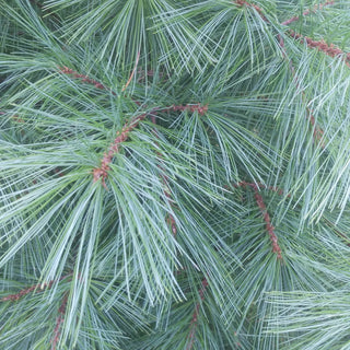 Seidenkiefer Weymouthkiefer Pinus strobus Strobe 