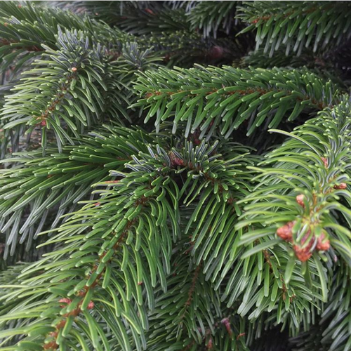 Tannenzweige Nordmanntanne & Nobilis → online kaufen
