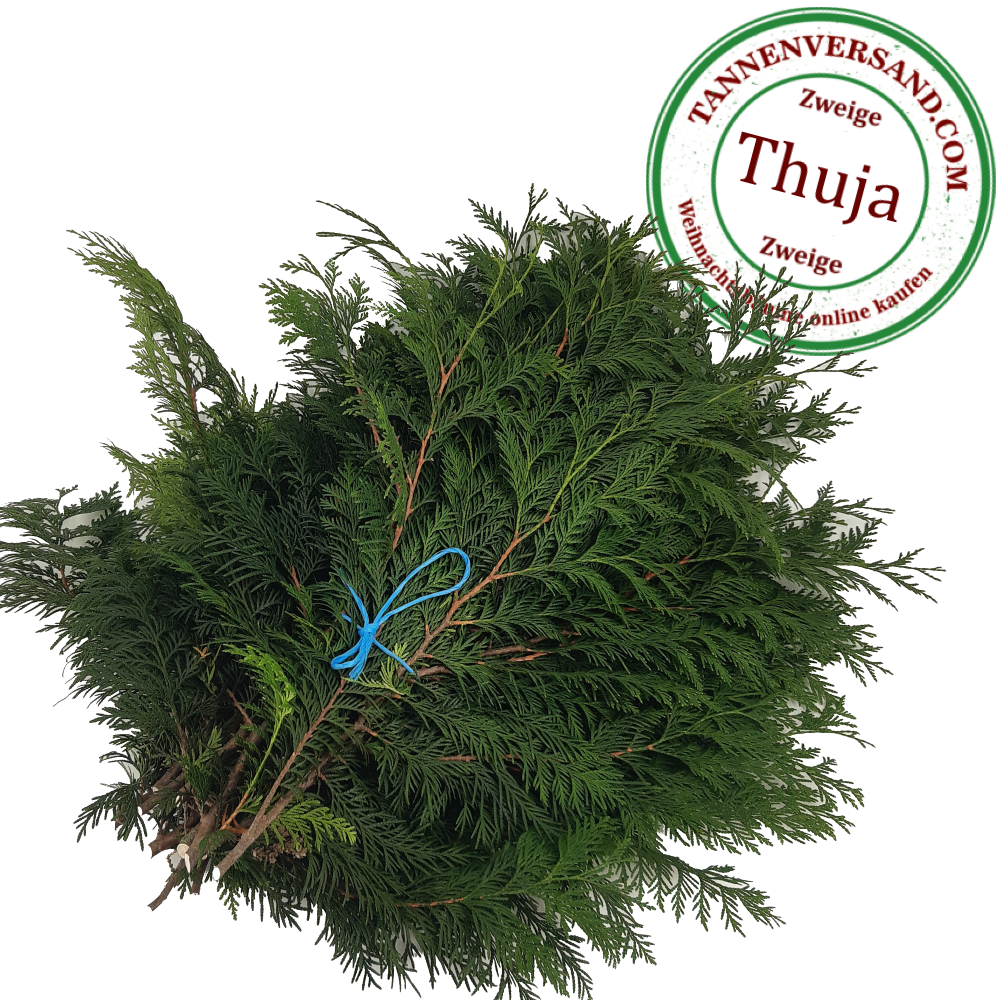 Thuja Tannenzweige